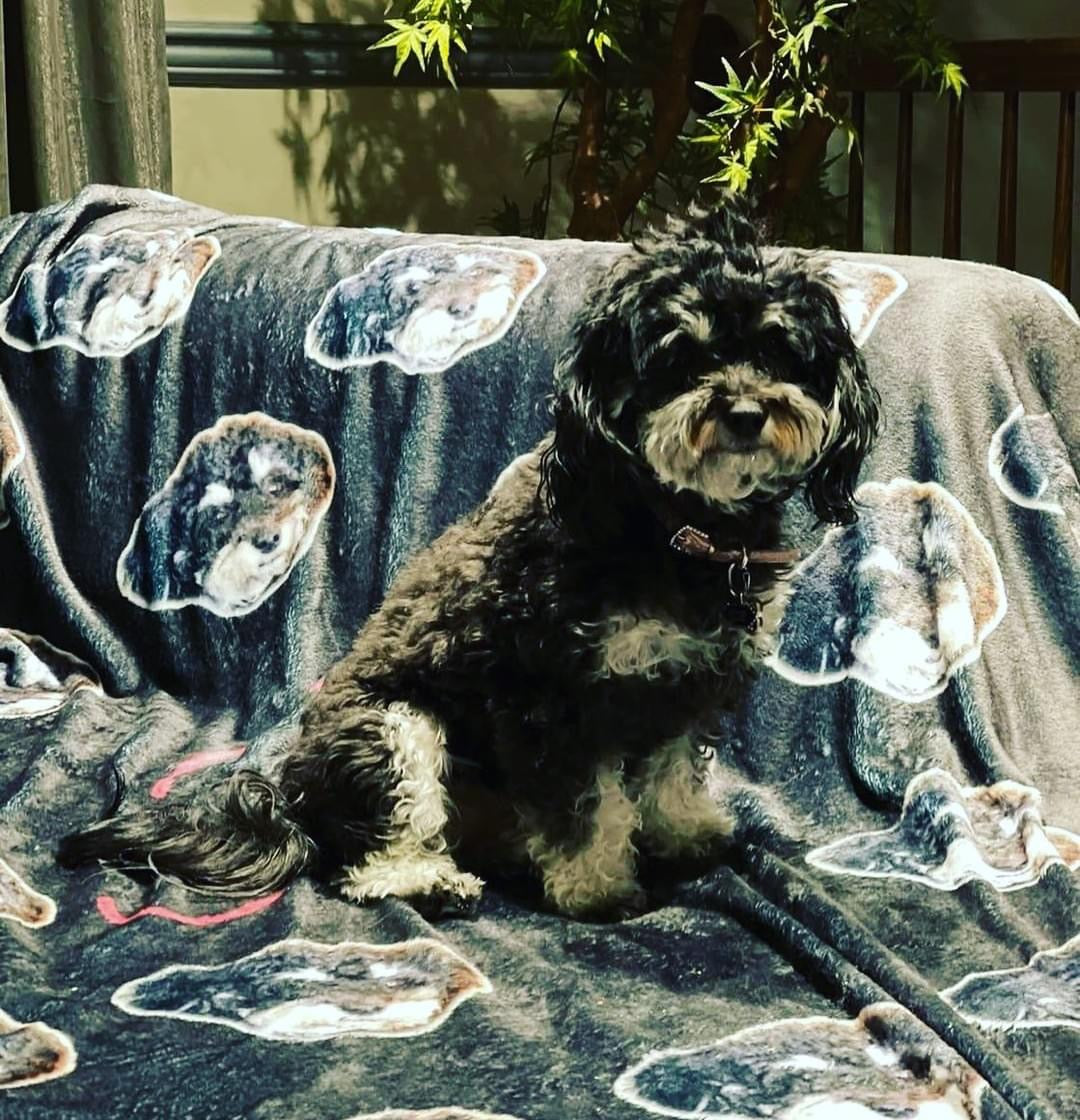 Custom dog blanket online with picture